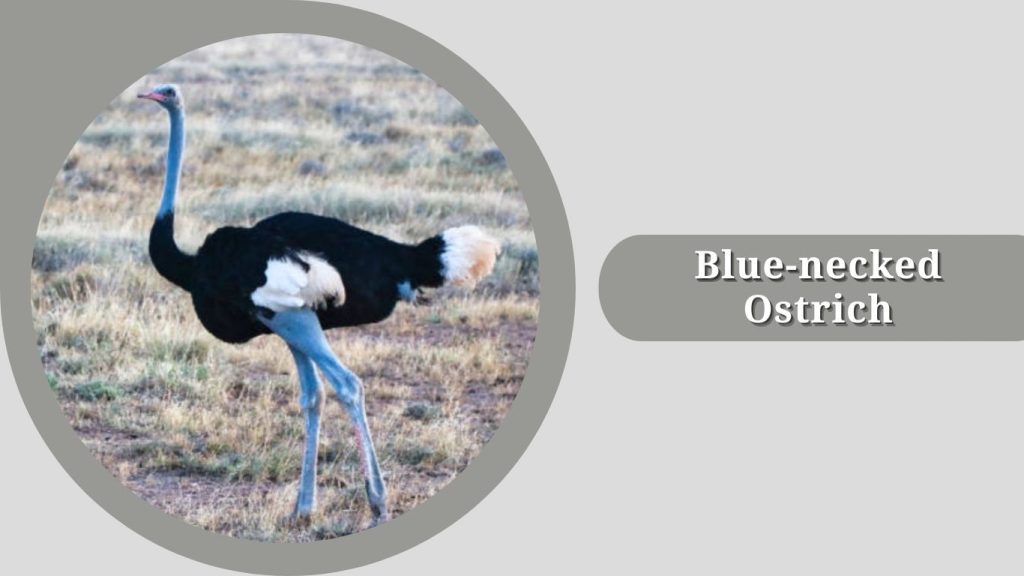 Blue-necked Ostrich