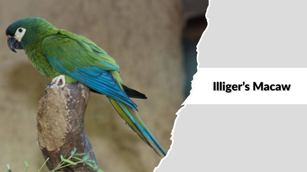 Illiger’s Macaw