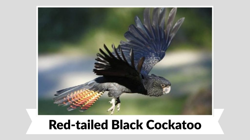 Red-tailed Black Cockatoo