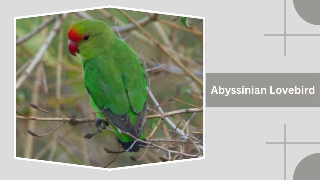 Abyssinian Lovebird