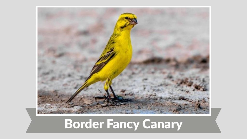 Border Fancy Canary