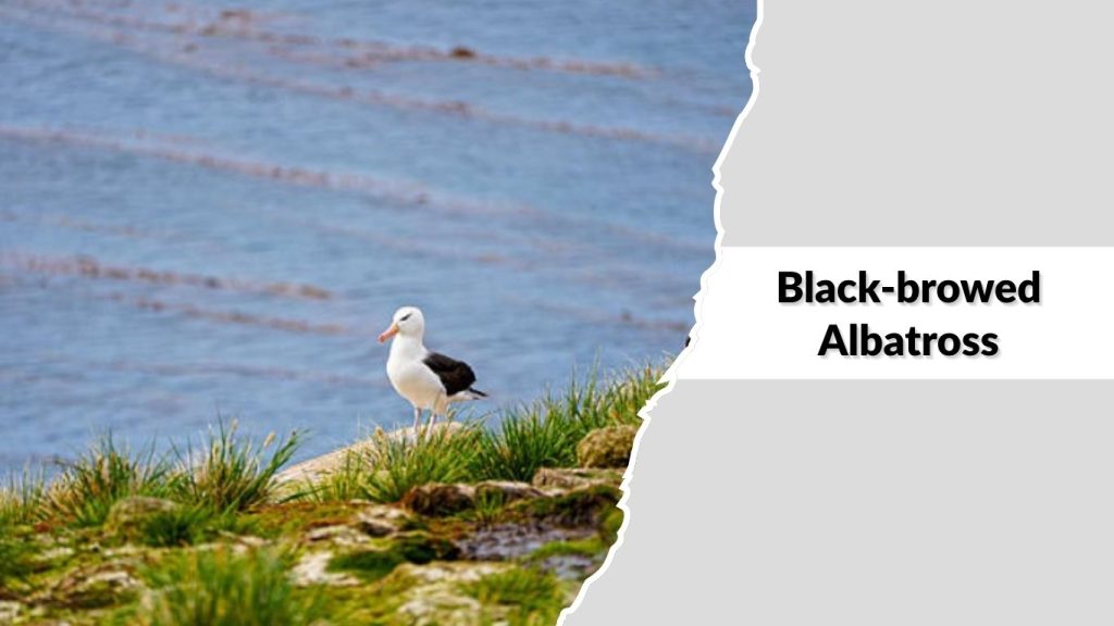 Black-browed Albatross