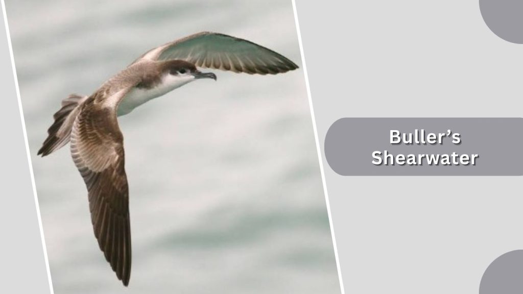  Buller’s Shearwater