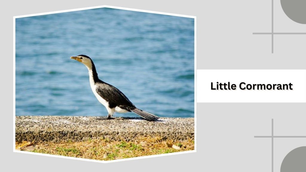 Little Cormorant