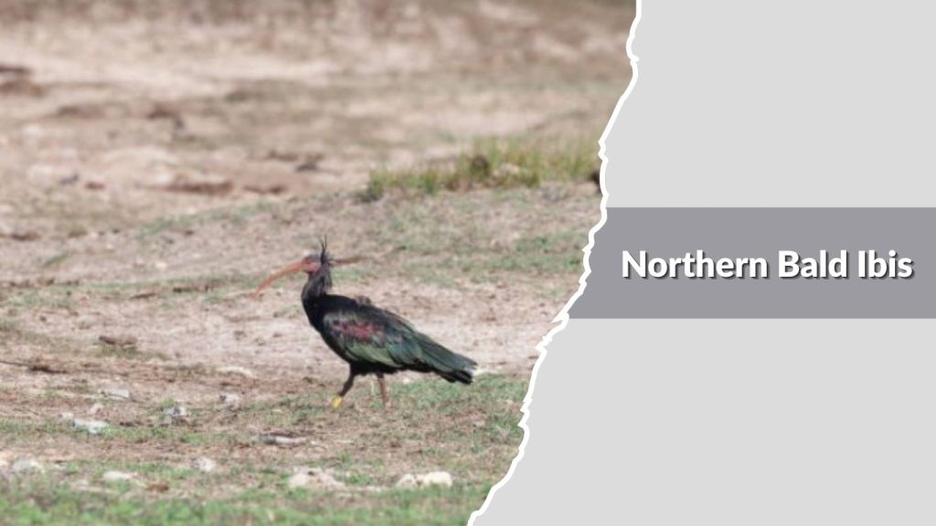 Northern Bald Ibis