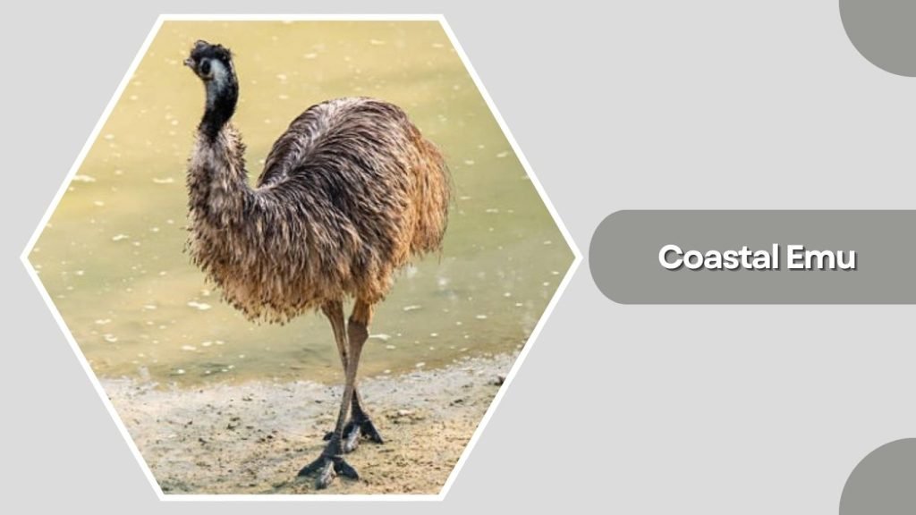 Coastal Emu