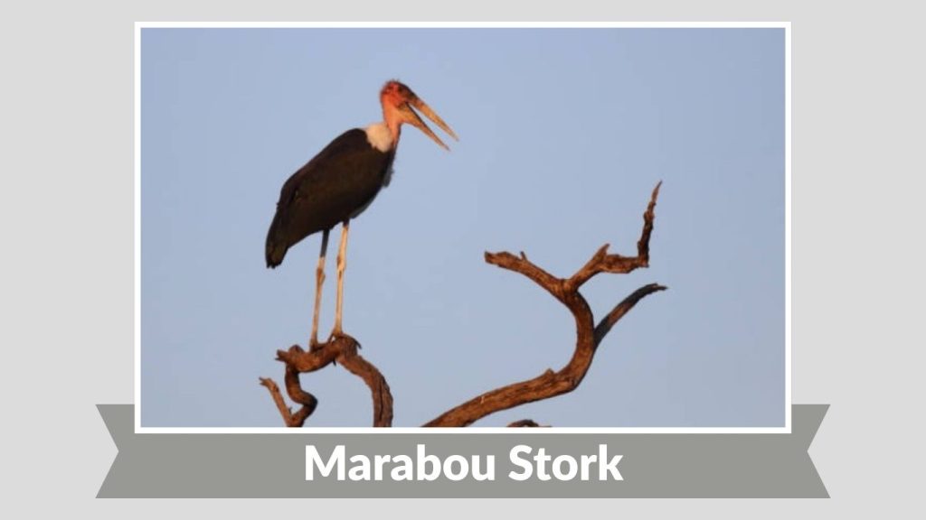Marabou Stork