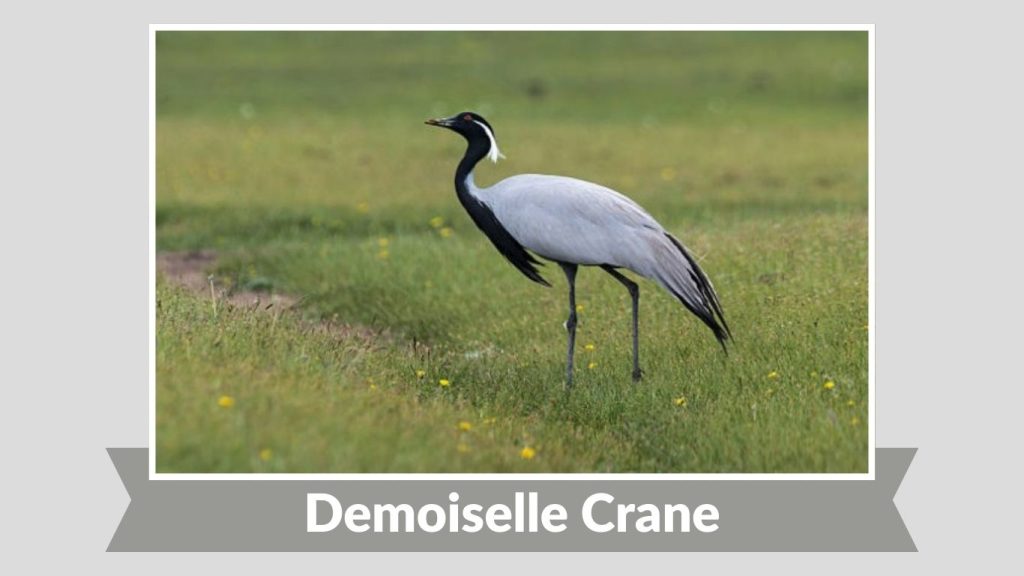 Demoiselle Crane