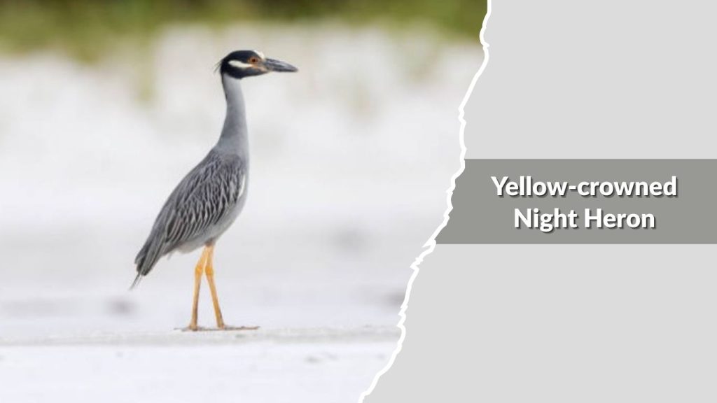 Yellow-crowned Night Heron