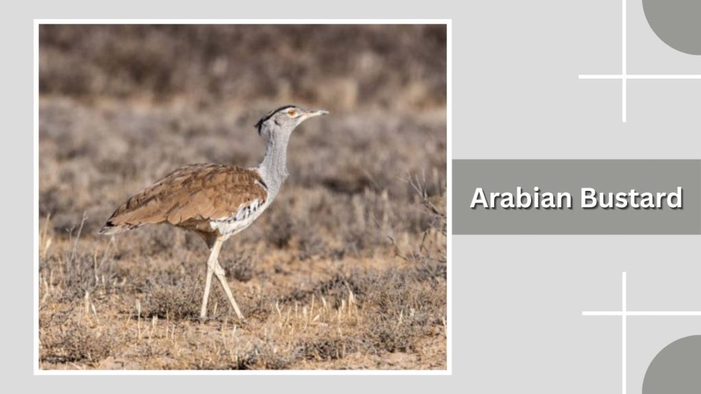 Arabian Bustard