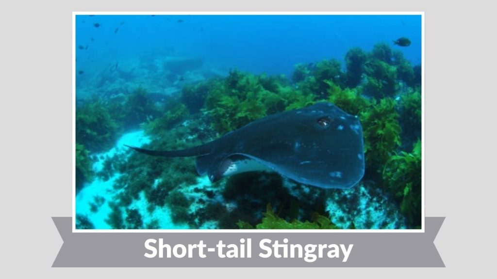 Short-tail Stingray
