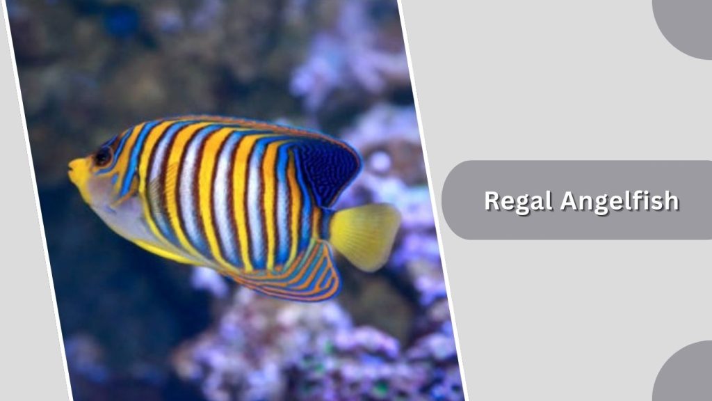 Regal Angelfish
