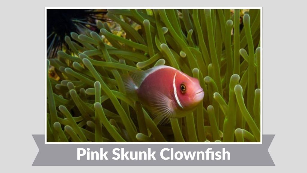 Pink Skunk Clownfish
