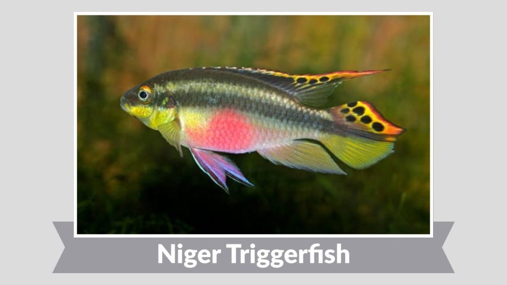 Niger Triggerfish