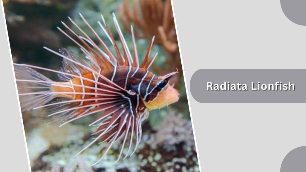 Radiata Lionfish