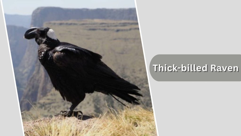 Thick-billed Raven