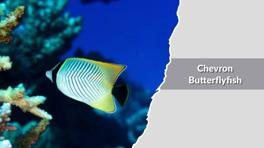 Chevron Butterflyfish