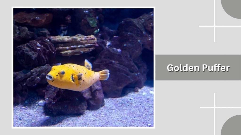 Golden Puffer