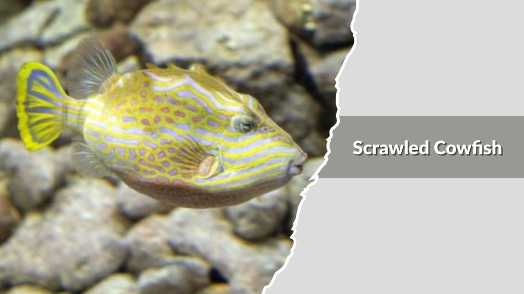  Scrawled Cowfish