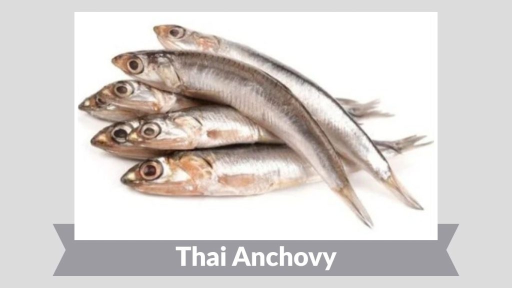 Thai Anchovy