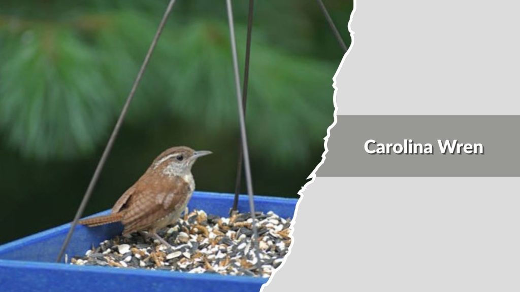 Carolina Wren