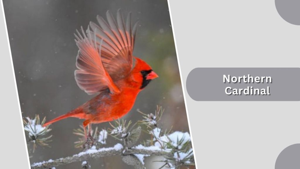 Northern Cardinal