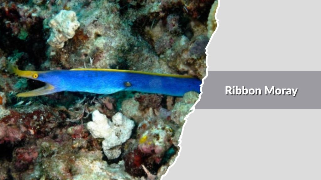 Ribbon Moray
