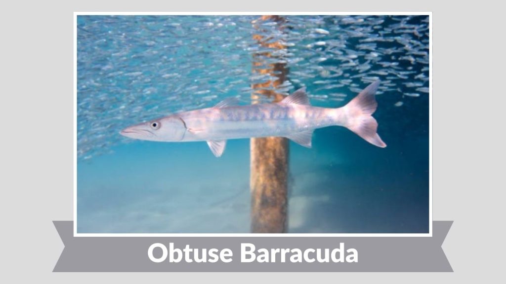 Obtuse Barracuda