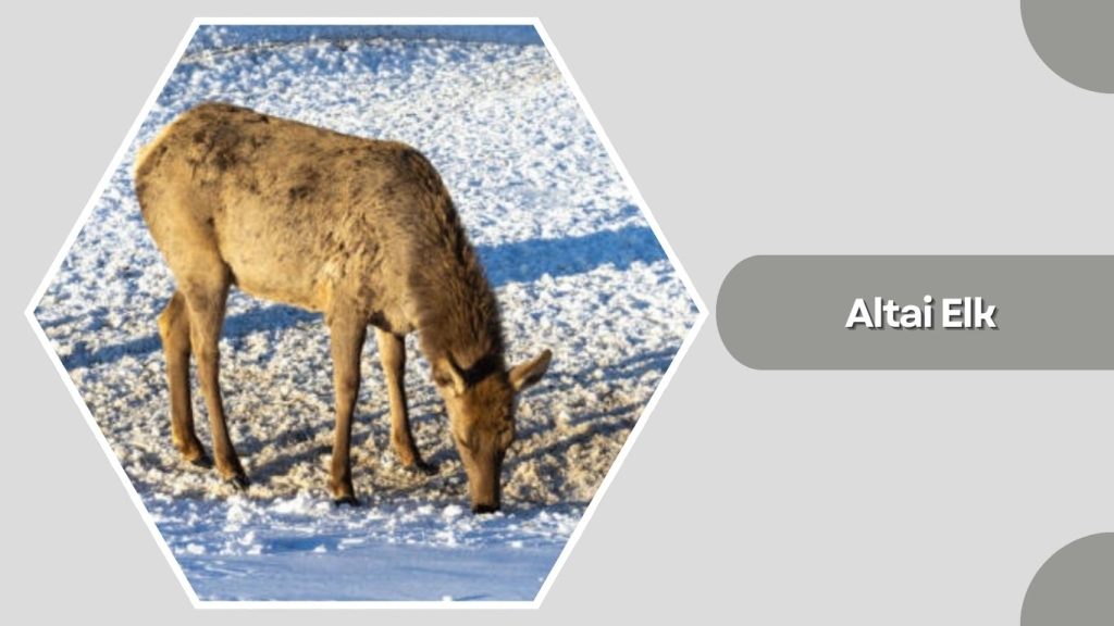  Altai Elk