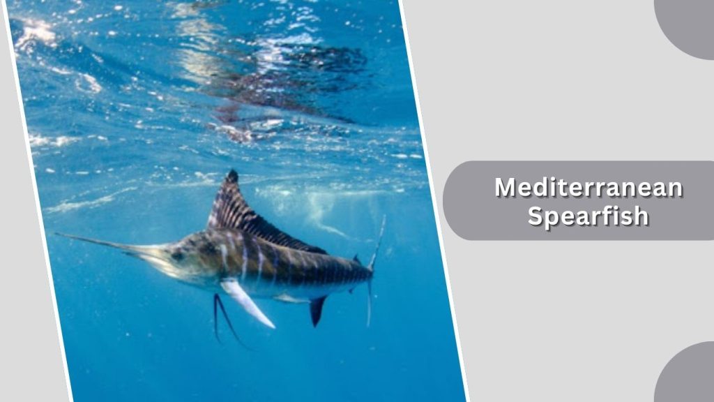 Mediterranean Spearfish