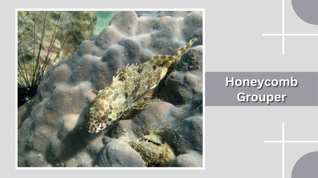  Honeycomb Grouper