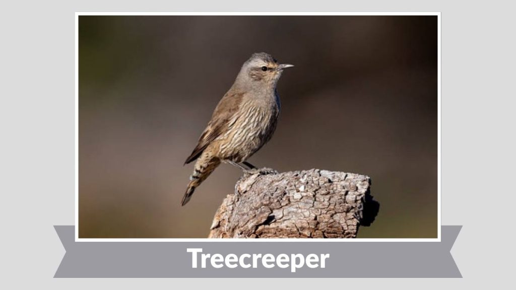 Treecreeper