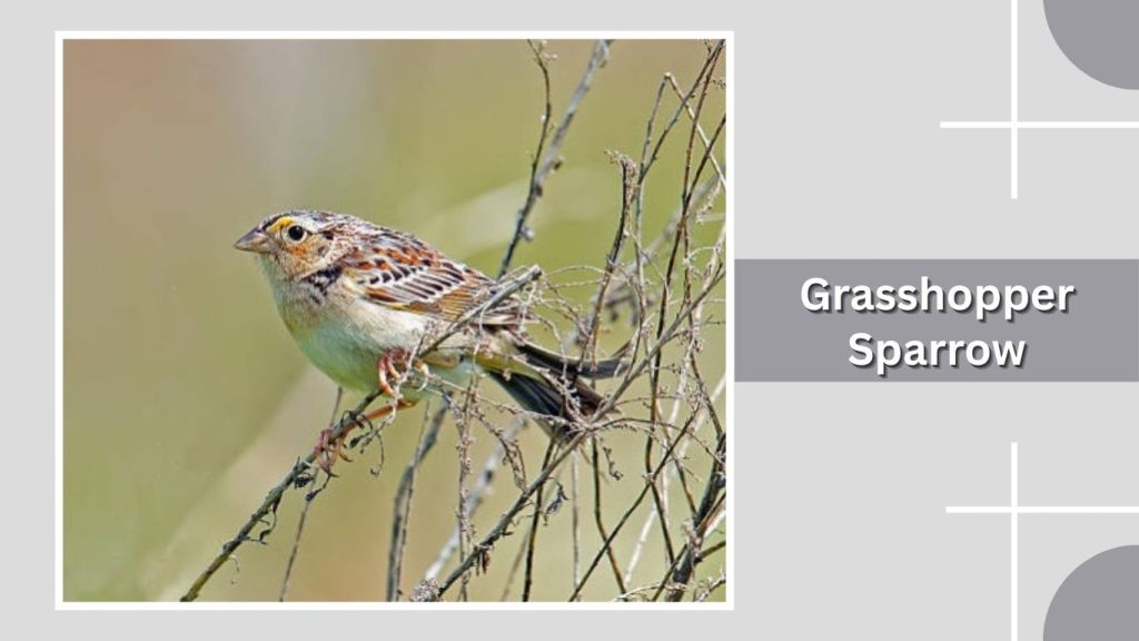 Grasshopper Sparrow