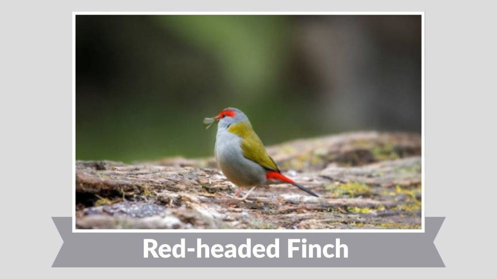 Red-headed Finch