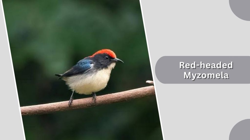 Red-headed Myzomela