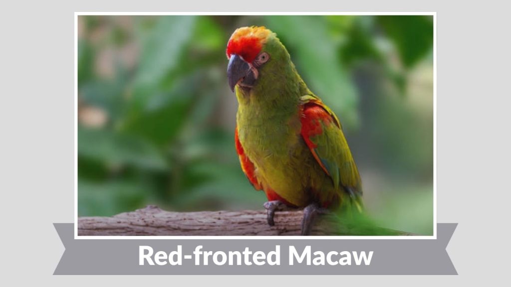 Red-fronted Macaw