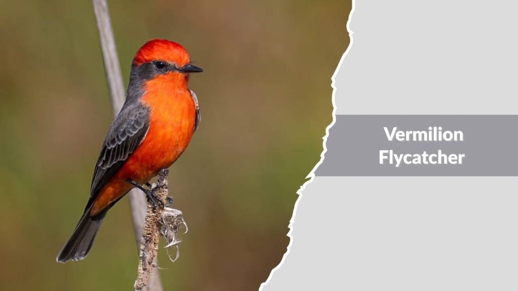 Vermilion Flycatcher
