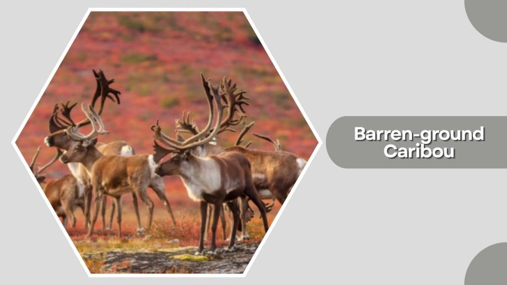 Barren-ground Caribou