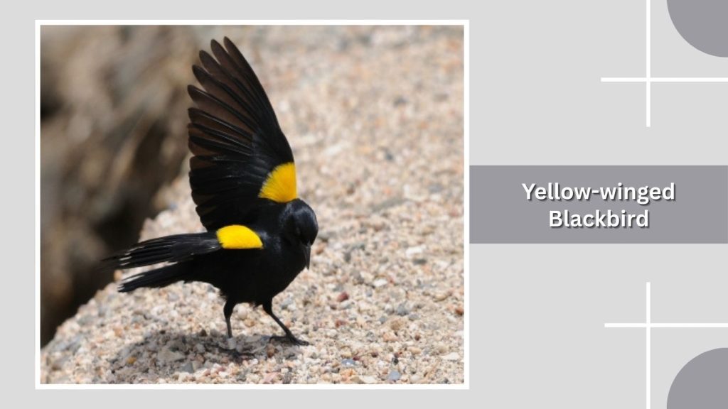 Yellow-winged Blackbird