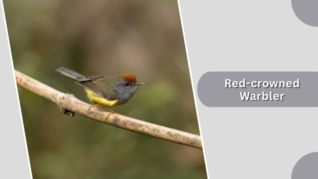 Red-crowned Warbler