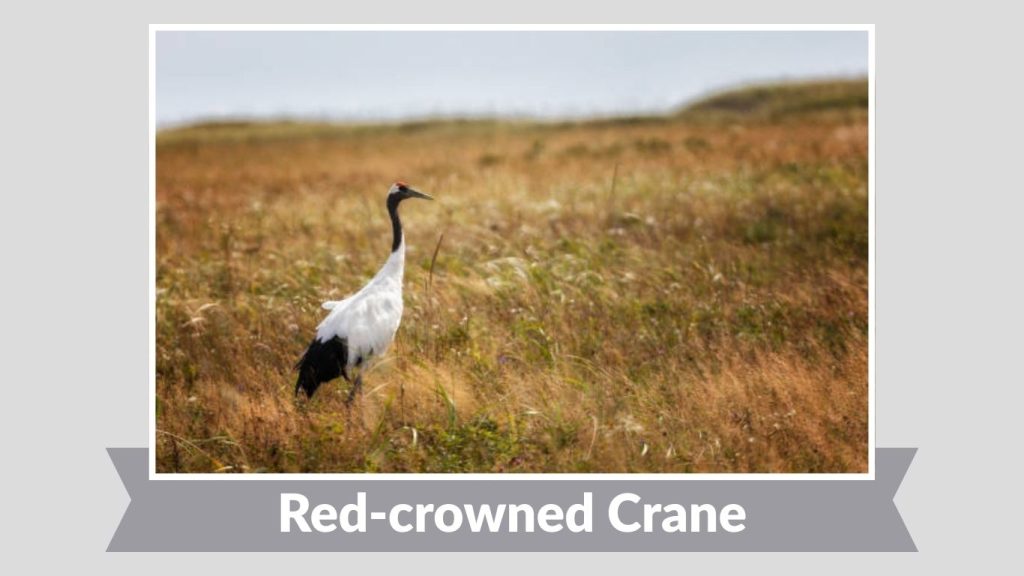 Red-crowned Crane