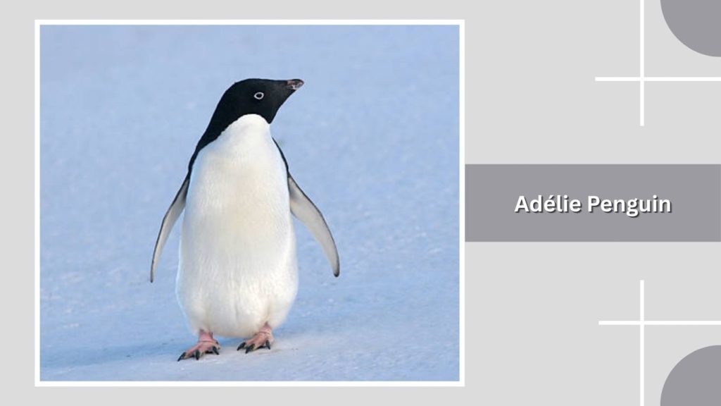 Adélie Penguin