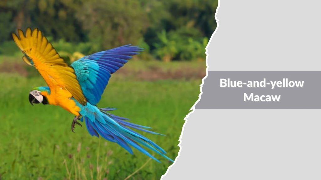 Blue-and-yellow Macaw