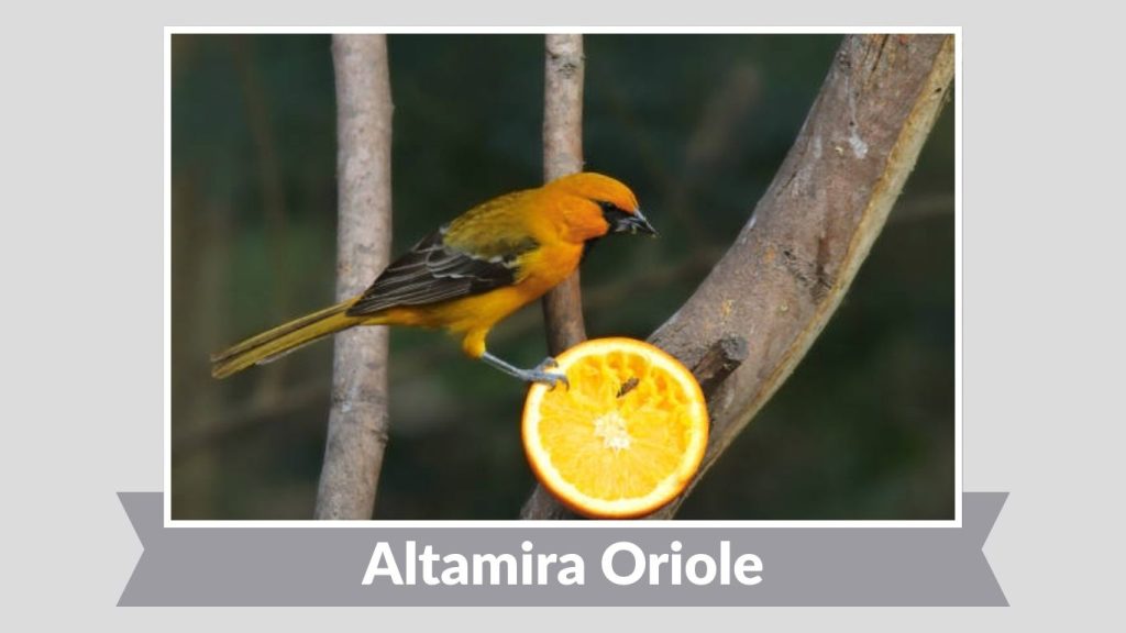 Altamira Oriole