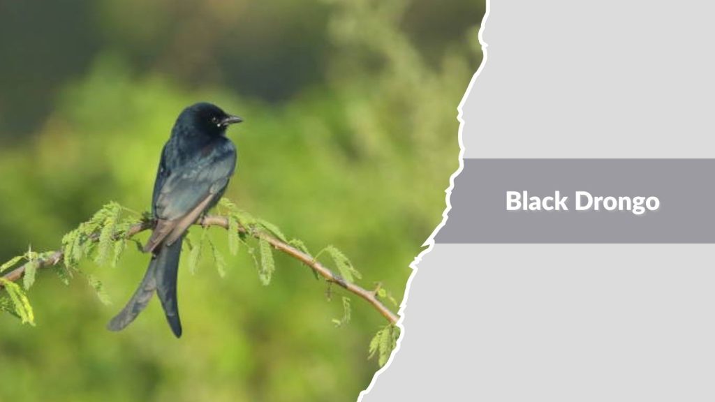Black Drongo