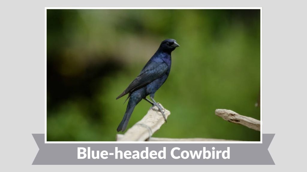  Blue-headed Cowbird