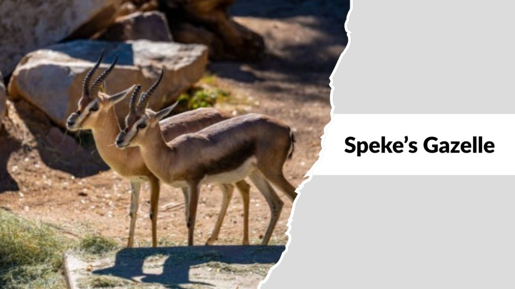 Speke’s Gazelle