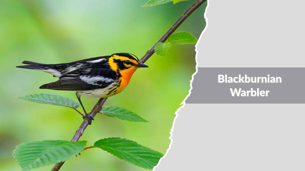  Blackburnian Warbler