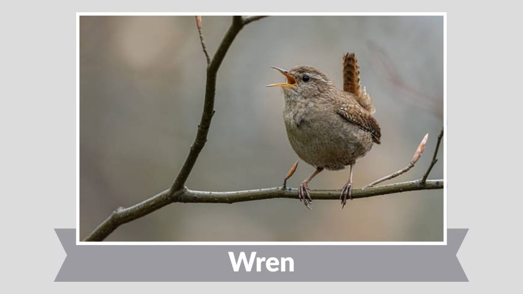 Wren