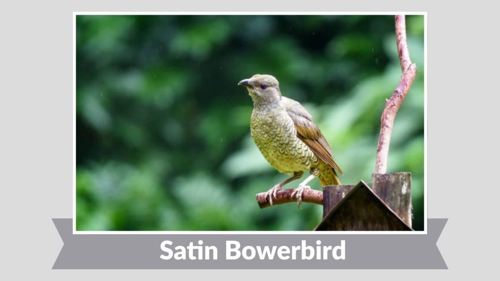 Satin Bowerbird